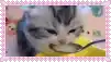 a kitten is eating from a bowl with a spoon in its mouth .