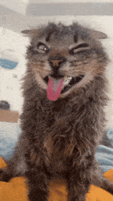 a cat with its tongue hanging out is making a funny face