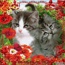 a picture of two kittens surrounded by flowers and butterflies with the words bonjour