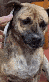 a person is holding a cell phone over a dog 's ear