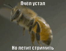 1summerbee1 Tire GIF - 1summerbee1 Summerbee Bee GIFs
