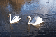 Swan Lake GIF