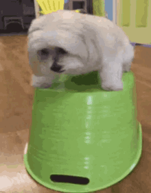 Funny Animals Dog GIF - Funny Animals Dog Bucket GIFs