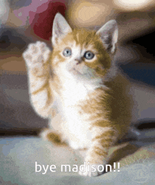 Madison Bye GIF - Madison Bye GIFs
