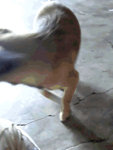 Cosita I Want To Go Out GIF - Cosita I Want To Go Out The Dog Wants Out GIFs