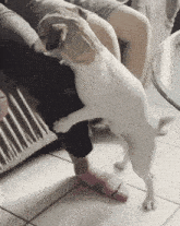 a dog standing on its hind legs next to a woman 's leg