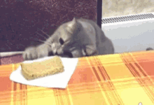 Cat Food GIF - Cat Food Take GIFs