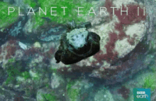 planet earth2 tv show british nature doc swim lizard