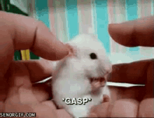 Gasp! GIF - Hamster GIFs