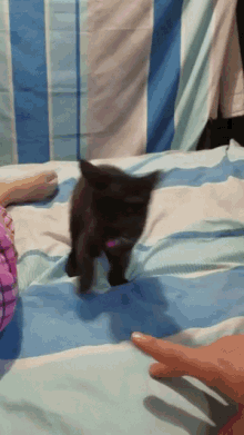 a black kitten is laying on a bed with a blue and white striped comforter