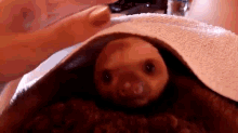Sleepy Sloth GIF - Yawn Sloth Pet GIFs