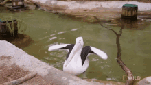 Get Out Of The Water National Geographic GIF - Get Out Of The Water National Geographic Secrets Of The Zoo Down GIFs