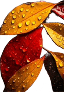 Leaves Red N Yellow Leaves GIF - Leaves Red N Yellow Leaves GIFs