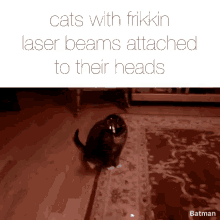 cat laser cats funny attached