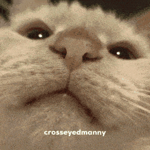 a close up of a cat 's face with the words crosseyedmanny above it