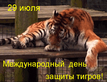 a tiger is laying on a wooden bench with the date 29 июля