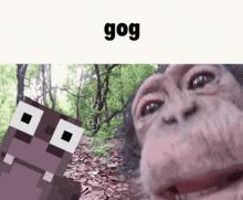 Gog Shorkie GIF - Gog Shorkie Hippo GIFs
