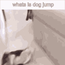 Whats Is Dog Want Whats Is Dog Fall GIF - Whats Is Dog Want Whats Is Whats Is Dog Fall GIFs