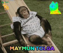 Maymun Tolga Tolga GIF - Maymun Tolga Tolga Monkey Tolga GIFs