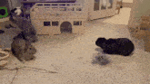 two rabbits are playing in front of a cardboard bus that says london
