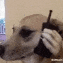 Phone Dog GIF - Phone Dog Dog Phone GIFs
