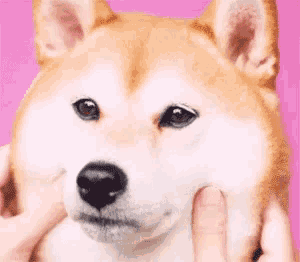 おもちゃ ストア おもしろ 柴犬 gif