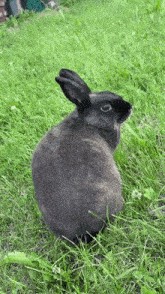 a black rabbit is sitting in the grass and looking back