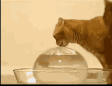 Cat Drink GIF - Cat Drink Panic GIFs