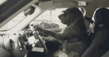 Just Do It Dog Driving GIF - Just Do It Dog Driving Deal With It GIFs