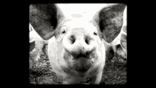 Pig Porc GIF
