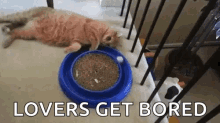 Cat Bored GIF - Cat Bored Lazy GIFs