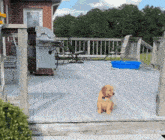 a dog sitting on a deck next to a blue pool