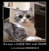 a picture of a cat with a caption in russian that says " я в ахуе с блядства этой твари "