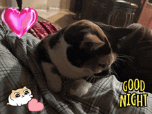 a calico cat is laying on a bed with a good night message