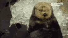 Otter Chew GIF - Otter Chew Cute GIFs