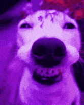Dog Smiling Dog Smiling Borahae GIF - Dog Smiling Dog Smiling Borahae Borahae GIFs