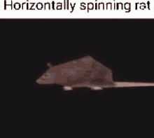 Rat Rat Spinning Horizontaly GIF - Rat Rat Spinning Horizontaly Spinning GIFs