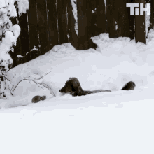 Snow Dog GIF - Snow Dog Jumping GIFs