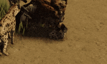 a screenshot of a video game with braun written on the bottom right