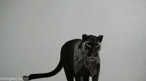 real panther jumping