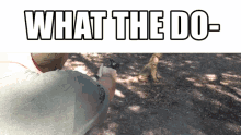 What The Dog Doing Dog GIF - What The Dog Doing What The Dog GIFs