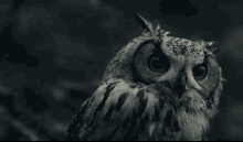 Owl Majestic GIF - Owl Majestic Sassy GIFs
