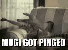 Mugi Raccoon Mugi Got Pinged GIF