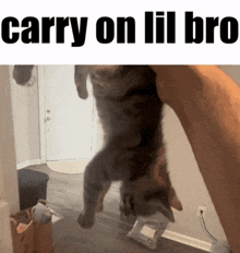 a cat is being held up in the air by a person and the caption says carry on lil bro