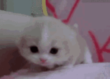 Cat Cats GIF - Cat Cats Kitty GIFs