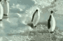 Penguins Siblings GIF
