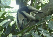 Anteater Hang GIF - Anteater Hang Trees GIFs
