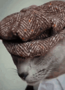 Peaky Blinders Cats GIF - Peaky Blinders Cats Kitty GIFs