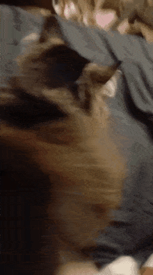 a blurred image of a person laying on a bed with a cat