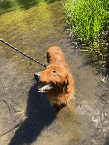 a dog on a leash is standing in a stream of water